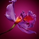 Filename=Diore_Bellucci_Hypnotic_Poison_05.jpg
Filesize=55KiB
Dimensions=600x783
Date added=Feb 28, 2015 Diore_Bellucci_Hypnotic_Poison_05.jpg